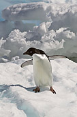 BRD 05 SM0044 01
Adelie Penguin On Iceberg