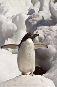 BRD 05 SM0045 01
Adelie Penguin On Iceberg