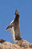 BRD 05 SM0046 01
Adelie Penguin Calling