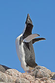 BRD 05 SM0047 01
Adelie Penguin Calling