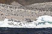BRD 05 SM0048 01
Adelie Penguin Colony Antarctica