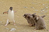BRD 05 SM0049 01
Adelie Penguin Being Pursued By Two Hungry Chicks