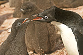 BRD 05 SM0050 01
Adelie Penguin Feeding Chick