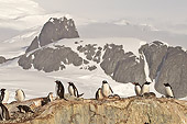 BRD 05 SM0054 01
Gentoo Penguins Nesting On Rocks By Mountains Antarctica