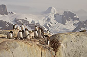 BRD 05 SM0055 01
Gentoo Penguins Nesting On Rocks By Mountains Antarctica