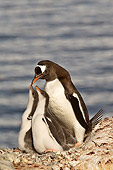 BRD 05 SM0056 01
Gentoo Penguin Mother Feeding Chicks