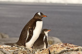 BRD 05 SM0058 01
Gentoo Penguin Resting With Chick