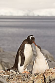 BRD 05 SM0059 01
Gentoo Penguin Mother Feeding Chick