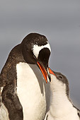 BRD 05 SM0060 01
Gentoo Penguin Mother Feeding Chick