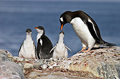 BRD 05 SM0063 01
Gentoo Penguin Mother Feeding Chick