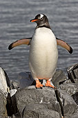 BRD 05 SM0065 01
Gentoo Penguin Flapping Flippers To Cool Down