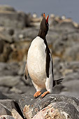BRD 05 SM0066 01
Gentoo Penguin Calling To Alert Chick