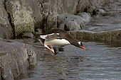 BRD 05 SM0068 01
Gentoo Penguin Diving Into Sea