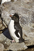 BRD 05 SM0069 01
Rockhopper Penguin