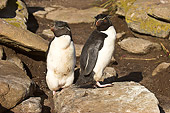 BRD 05 SM0070 01
Rockhopper Penguin Pair