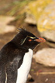 BRD 05 SM0071 01
Rockhopper Penguin Portrait