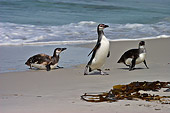 BRD 05 SM0072 01
Magellanic Penguin Young Coming Ashore