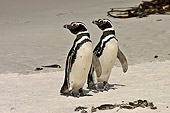 BRD 05 SM0073 01
Two Adult Magellanic Penguins