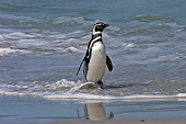 BRD 05 SM0074 01
Magellanic Penguin Coming From Sea After Feeding