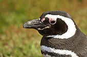 BRD 05 SM0075 01
Magellanic Penguin Portrait