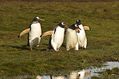 BRD 05 SM0076 01
Gentoo Penguins Walking Across Grass