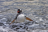 BRD 05 SM0077 01
Gentoo Penguins Emerging From The Surf