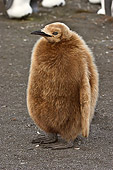 BRD 05 SM0079 01
King Penguin Youngster