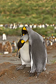 BRD 05 SM0081 01
King Penguin Pair Nuzzling