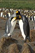 BRD 05 SM0082 01
King Penguin Pair Nuzzling