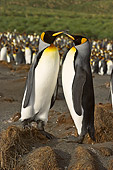 BRD 05 SM0083 01
King Penguin Pair Male On Right