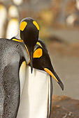BRD 05 SM0084 01
Portrait Of King Penguin Pair Nuzzling