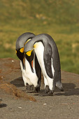BRD 05 SM0085 01
King Penguin Pair In Courtship Display