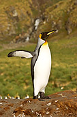 BRD 05 SM0086 01
King Penguin Using Flippers To Cool Down