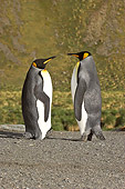 BRD 05 SM0087 01
King Penguin Pair Male On Right Female Resting On Back Of Feet