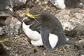 BRD 05 SM0088 01
Macaroni Penguin Sitting On Nest With Chick