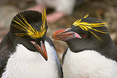 BRD 05 SM0089 01
Macaroni Penguin Courting