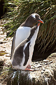 BRD 05 SM0091 01
Gentoo Penguin Chick Demanding Food From Mother