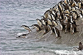 BRD 05 SM0092 01
Chinstrap Penguins Diving Into Sea To Feed