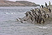 BRD 05 SM0093 01
Chinstrap Penguins Diving Into Sea
