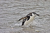 BRD 05 SM0094 01
Chinstrap Penguin Returning From Feeding At Sea
