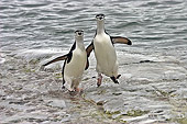 BRD 05 SM0095 01
Chinstrap Penguins Hurry Ashore