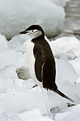 BRD 05 SM0096 01
Chinstrap Penguin Resting On Pack Ice