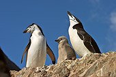 BRD 05 SM0097 01
Chinstrap Penguin Pair At Rock Nest With Chick
