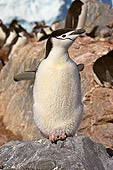 BRD 05 SM0098 01
Chinstrap Penguin Using Flippers To Cool Down