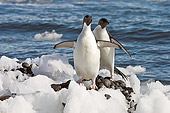 BRD 05 SM0099 01
Adelie Penguins Coming Out Of Water
