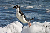 BRD 05 SM0100 01
Adelie Penguin Jumping From Ice Block To Ice Block