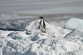 BRD 05 SM0101 01
Lonely Adelie Penguin On Pack Ice