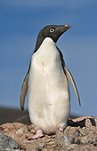BRD 05 SM0102 01
Adelie Penguin Portrait