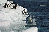 BRD 05 SM0103 01
Adelie Penguins Jumping Into Water From Pack Ice