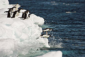 BRD 05 SM0104 01
Adelie Penguins Diving Off Ice Pack
